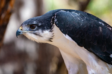 Augur Hawk in Fall Foliage