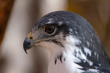 Augur Hawk close up  in Fall Foliage