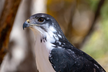 Augur Hawk in Fall Foliage