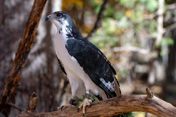 Augur Hawk in Fall Foliage