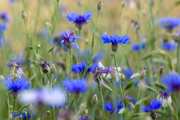 meadow with some blue autumn aster blossoms