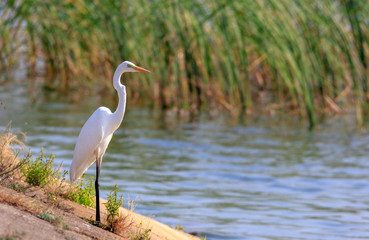 Great Egret(Ardea alba) standing