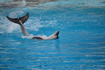 dolphins in the pool