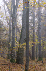 Fototapeta premium Misty morning in autumnal forest