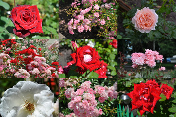 Set of different garden roses