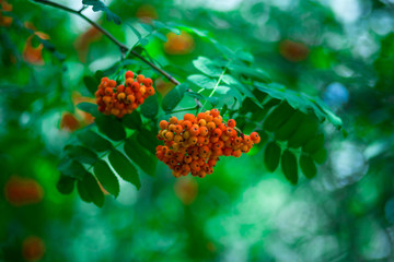 Red ashberry on background of green leaves in autumn, phone or laptop background