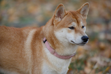 Cute red shiba inu is standing in the autumn park. Pet animals.