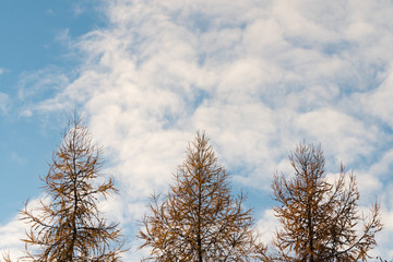 Larch trees against winter blue sunset sky. Fluffy clouds. Rural landscape.