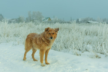 red stray dog in winter on the road in the village