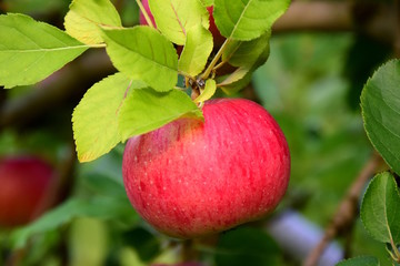 Rote reife Äpfel, Erntezeit
