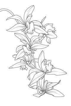 Exotic tropical cattleya orchid flower plant. Botanical realistic detailed black white line drawing sketch. Beautiful floral isolated vector design element. Epiphytic terrestrial orchid rhizome.