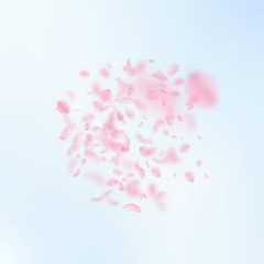 Sakura petals falling down. Romantic pink flowers 