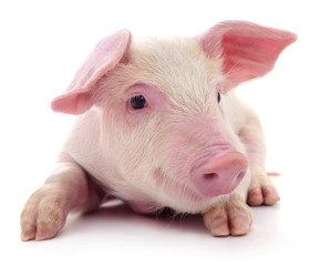 Small pink pig isolated.
