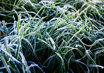 beautiful natural background grass covered with first autumn frost early morning in the garden