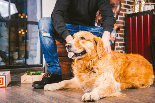 adult dog a golden retriever,abrador lies next to the owner's legs of a male breeder.In the interior of house on a wooden floor near the window with a Christmas,Christmas decor and boxes with gifts