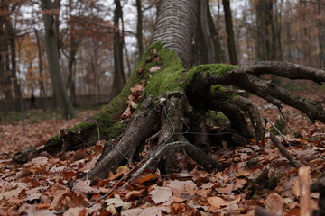 Baum des Seins