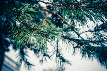 Fir tree branches closely. Winter park, outdoor, Christmas landscape. Cold weather, sunny day in forest. Green spruce with water drops. Beautiful flora for nature calendars, design, web, posters