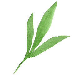 Green leaf. Watercolor background illustration set. Isolated leaf illustration element on white background.