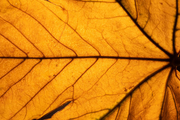 Naklejka na ściany i meble Autumn leaves offer beautiful patterns