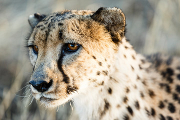 Gepard (Acinonyx jubatus), Tierportrait
