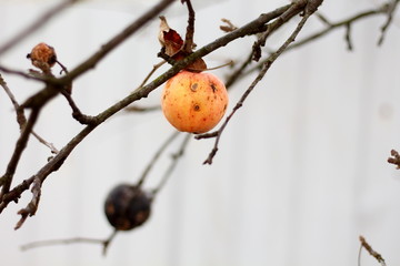 Yellow rotten Apple on branch on white background