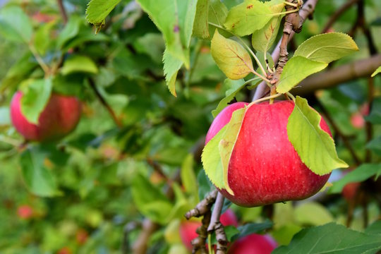 Reife, saftige, rote Äpfel, Apfelernte in Südtirol, Banner