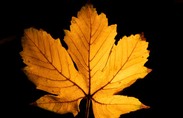 Bright yellow maple leaf. The light at the back highlights all the structure of the leaf 