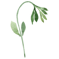 Isolated sweet pea illustration element. Green leaf. Watercolor illustration set on white background.