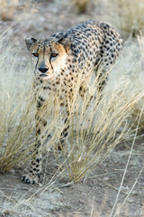 Gepard (Acinonyx jubatus), laufend