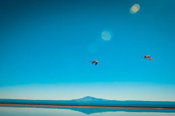 Flamingo in flight