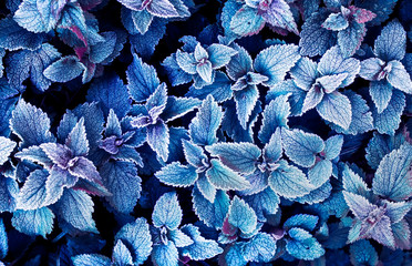 beautiful natural background of top view of mint leaves covered with the first autumn frost in the...