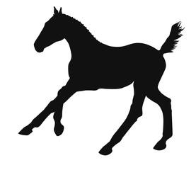 Vector silhouette of a running foal.