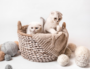 two Scottish fluffy kittens © tan4ikk