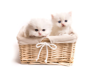Fototapeta na wymiar two Scottish fluffy kittens