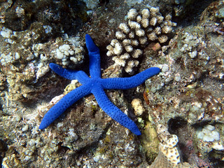 blue starfish - Bali