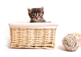 fluffy kitten in a basket