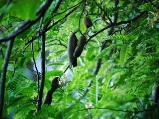 Tamarinden am Baum
