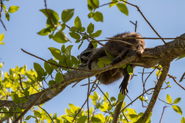 squirrel animal nature