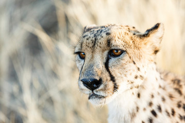 Gepard (Acinonyx jubatus), Tierportrait