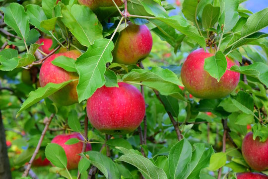 Rotbackige Äpfel auf einem Apfelbaum
