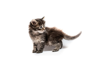 Fototapeta premium Little striped kitten isolated