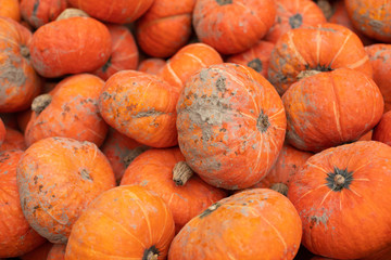 Pile of orange pumpkins