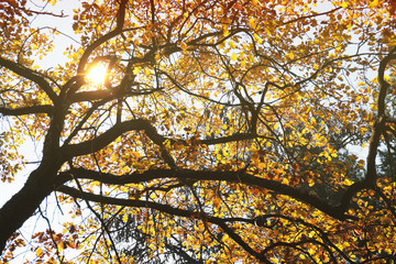 Autumn tree with yellow leaves and sun bem