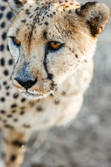 Gepard (Acinonyx jubatus), Tierportrait