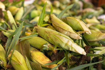 Close up on a pile of corn in green husks
