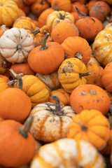 Close up on a pile of small orange pumpkins