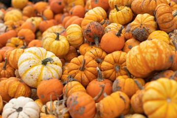 Pile of small orange pumpkins