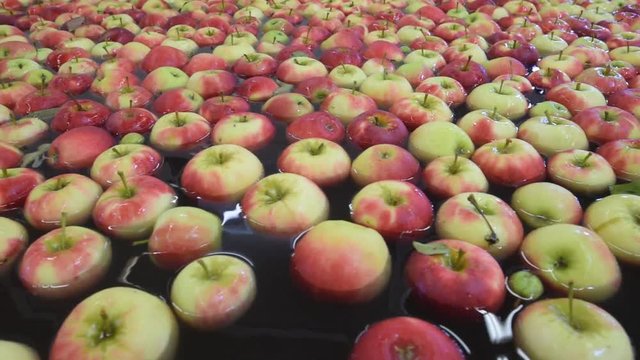 Conveyor belt with fresh apples in the food industry - dispatch and sorting automated // Fliessband mit frischen &Auml;pfeln in der Lebensmittelindustrie - Versand und Sortierung 