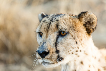 Gepard (Acinonyx jubatus), Tierportrait