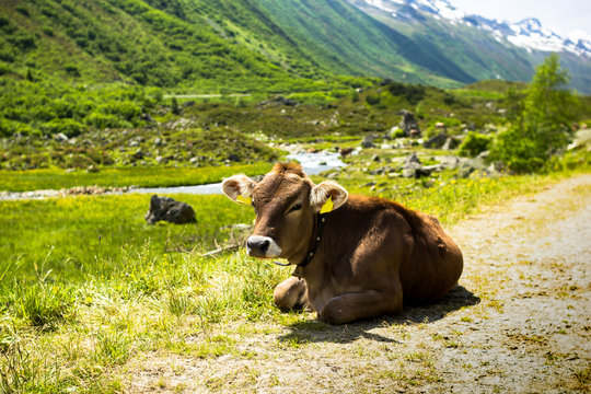 sch&ouml;ne Kuh an der Silvretta Hochalpenstra&szlig;e in &Ouml;sterreich